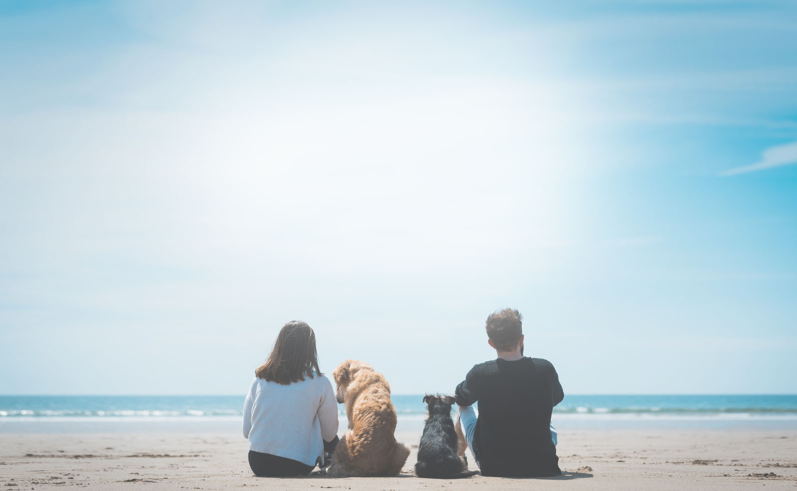 Canine Connection School Horizon Dog Training