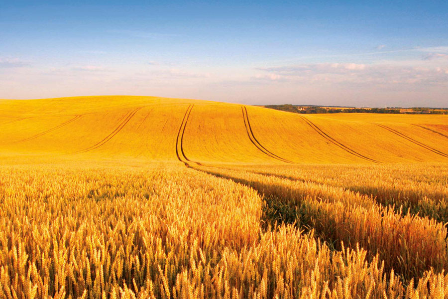 Industry Updates Horizon Grain Brokers