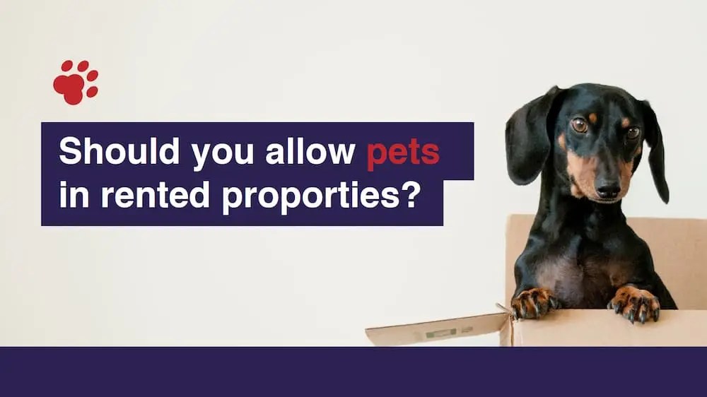 Pros and Cons of Being a PetFriendly Landlord Horizon Lets