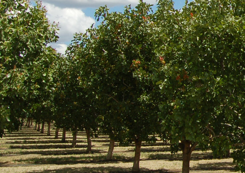 Horizon Nut Co. orchard03