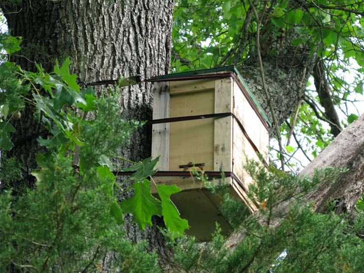 Natural Beekeeping Free Plans Swarm Trap Lite