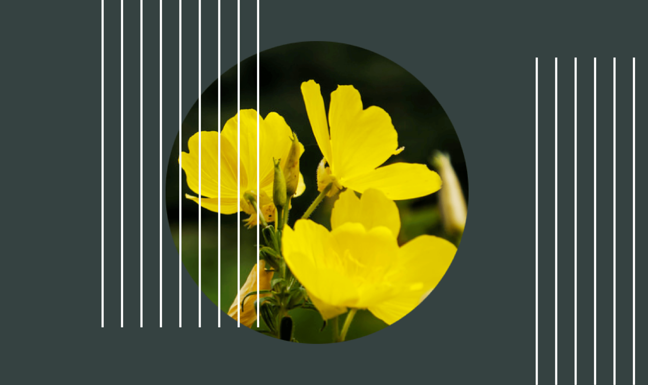 Botanic Education Primrose Oil Hormone University