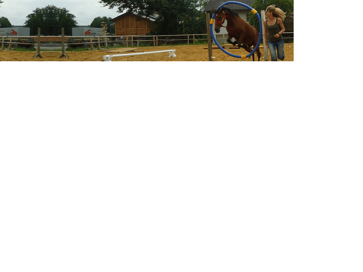 Sprung Horse Agility Austria