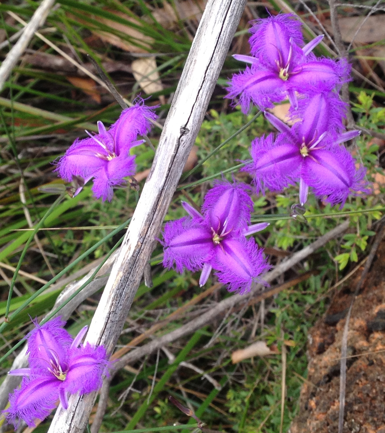 Australian Bush Flower Essences Bush Essences Bush Flower Courses