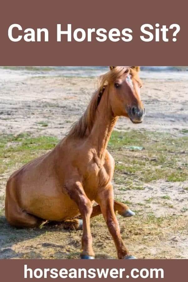Can Horses Sit? (Revealed!) Horse Answer