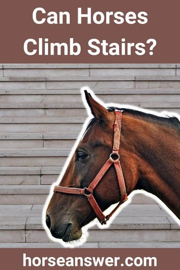 Can Horses Climb Stairs? (Answered!) Horse Answer