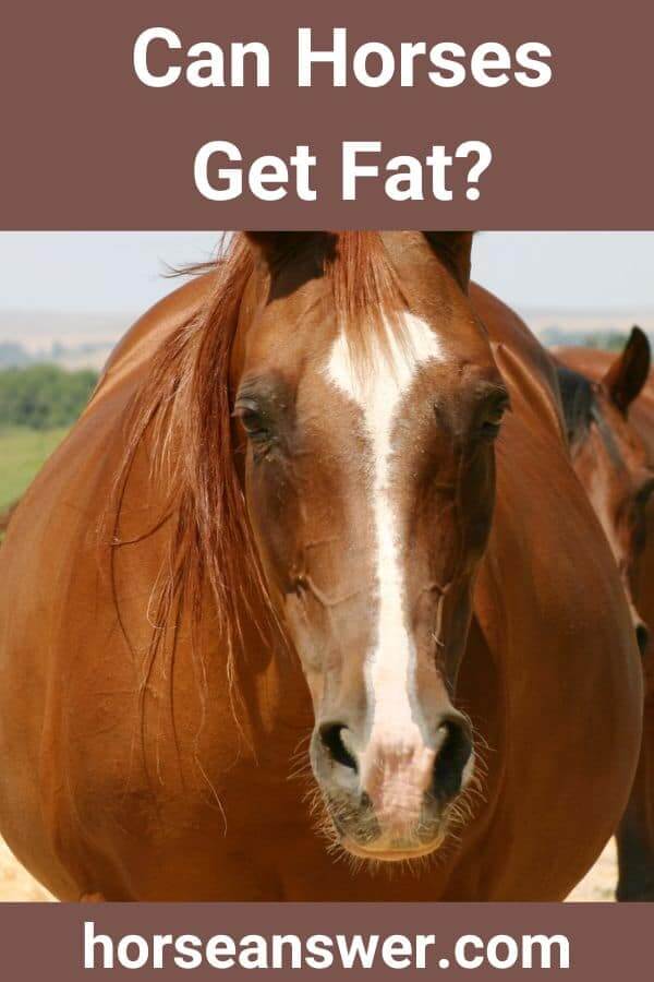 Can Horses Get Fat? (Revealed!) Horse Answer