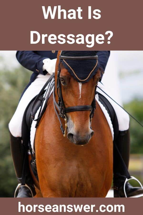 What Is Dressage? (Explained!) Horse Answer