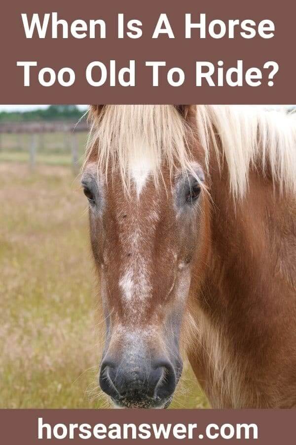 When Is A Horse Too Old To Ride? (Answered!) Horse Answer