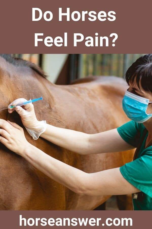 Do Horses Feel Pain? (Find Out!) Horse Answer