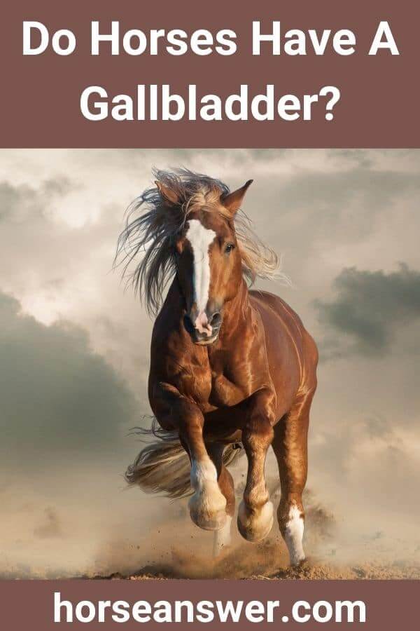 Do Horses Have A Gallbladder? Horse Answer