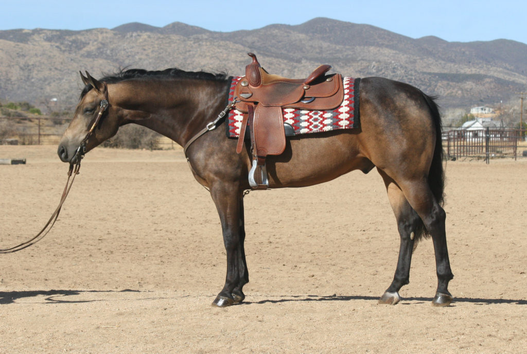 Quality Horses for Sale » Horsebreakers Unlimited, LLC