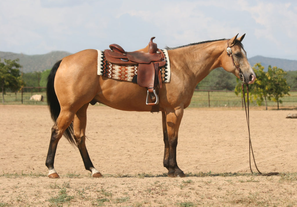 Quality Horses for Sale » Horsebreakers Unlimited, LLC
