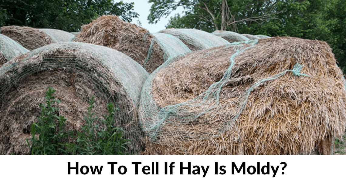 How To Tell If Hay Is Moldy? Horse Breeds List