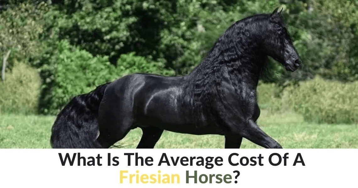 Friesian Horse Price How Much Do They Cost?, 47 OFF