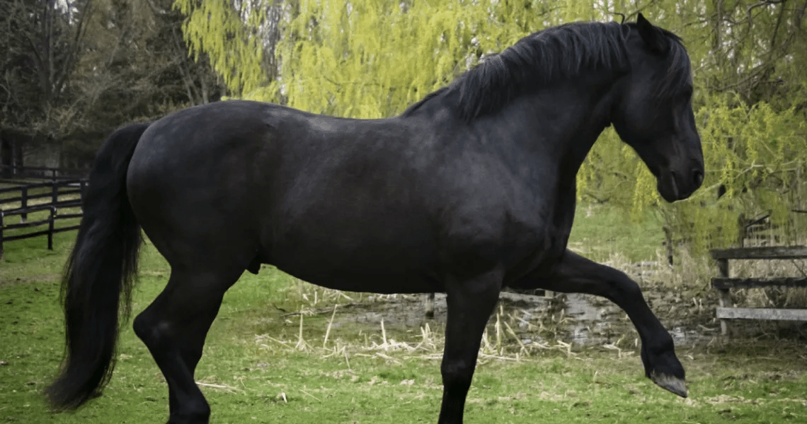 Canadian Horse Breed Info & Facts