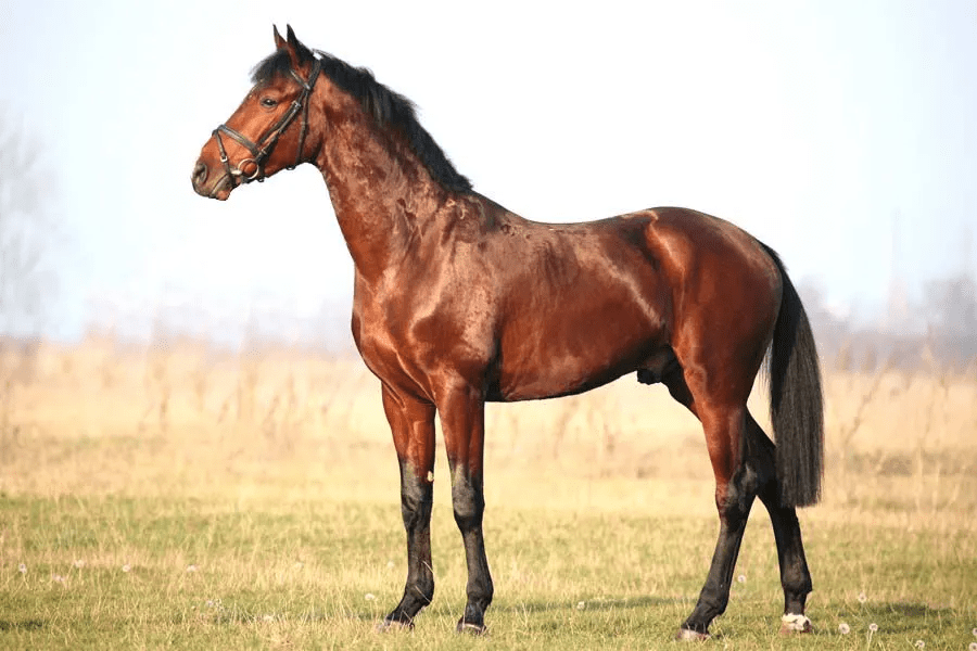 East Bulgarian Horse Breed Info & Facts