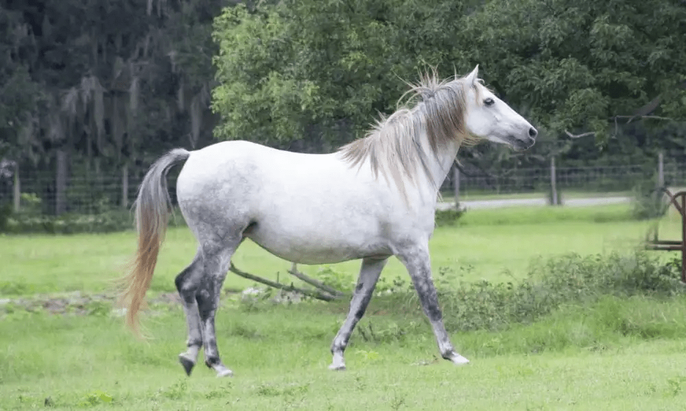 Florida Cracker Horse Breeds List