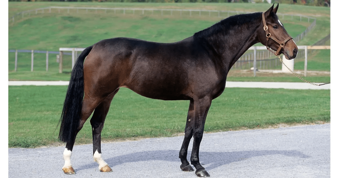 Holsteiner Horse Breed Info & Facts