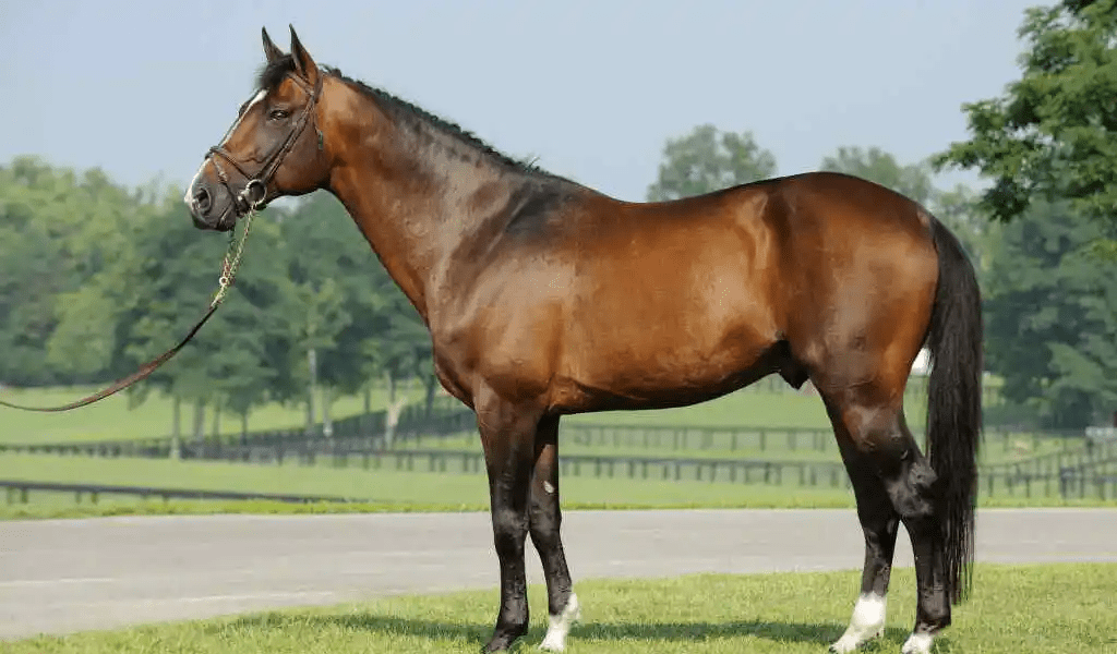 Irish Sport Horse Breed Info & Facts