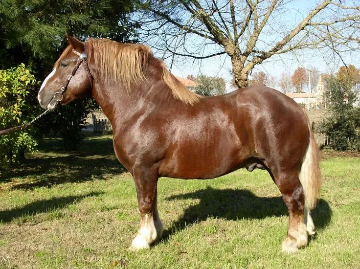 Italian Heavy Draft Horse Breed Info & Facts