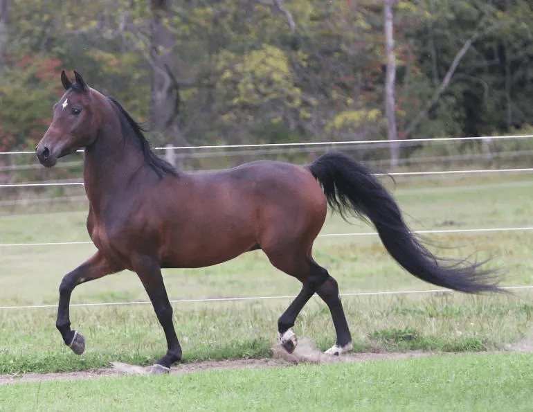 Horse Breed Info & Facts