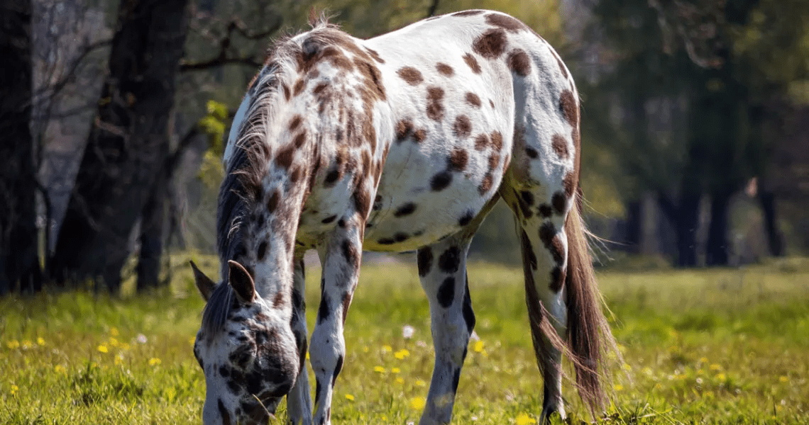 Appaloosa Horse Breed Info & Facts