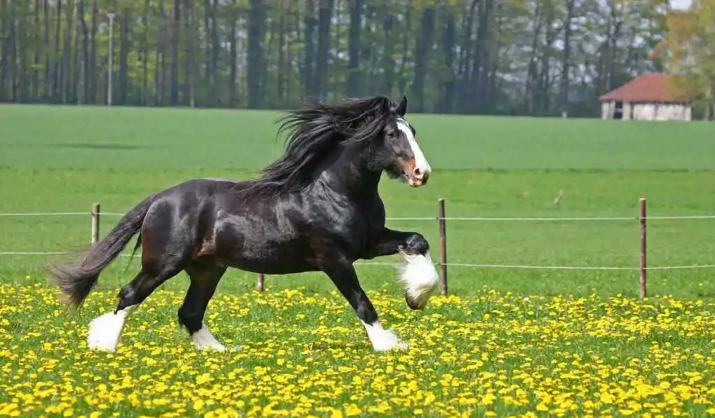 Shire Horse Breed Info & Facts