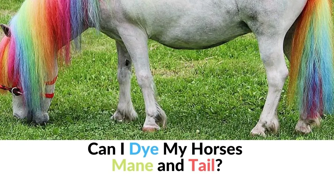 Can I Dye My Horses Mane and Tail? Horse Breeds List