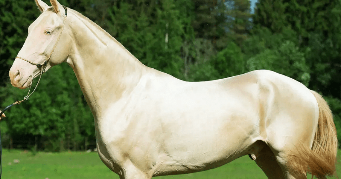 Akhal Teke Horse Breed Info & Facts