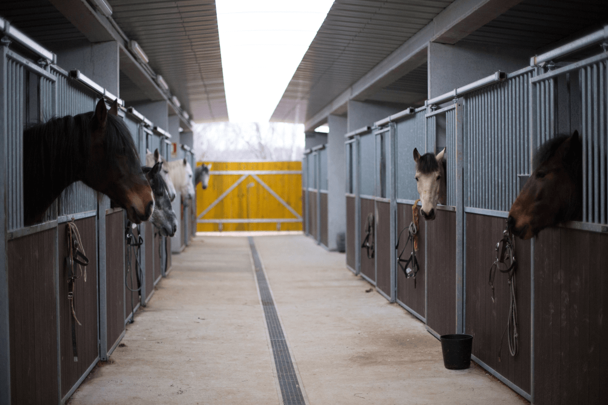 Horses Stable 2024 Creating the Perfect Horse Stable Guide