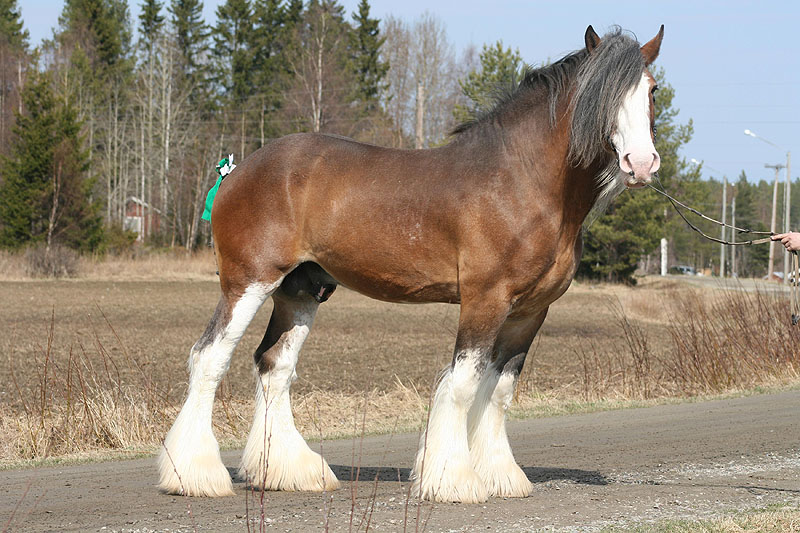 Clydesdale Horses horsecrazed
