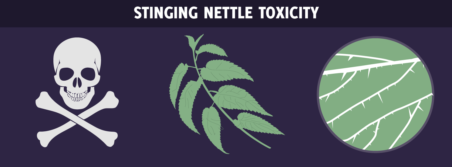 Stinging Nettle Toxicity in Horses Signs, Treatment & Prevention