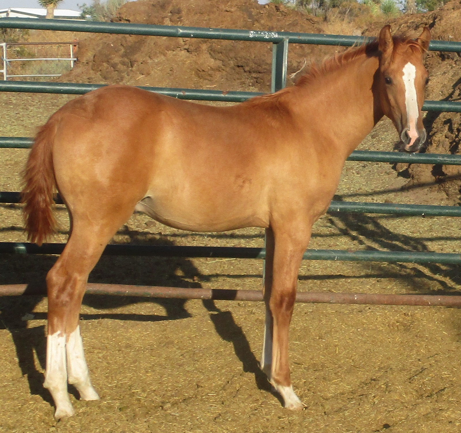 RED DUN ROAN COLT RUNNING & COW BRED FAST, ATHLETIC, POWER Horse Expo USA