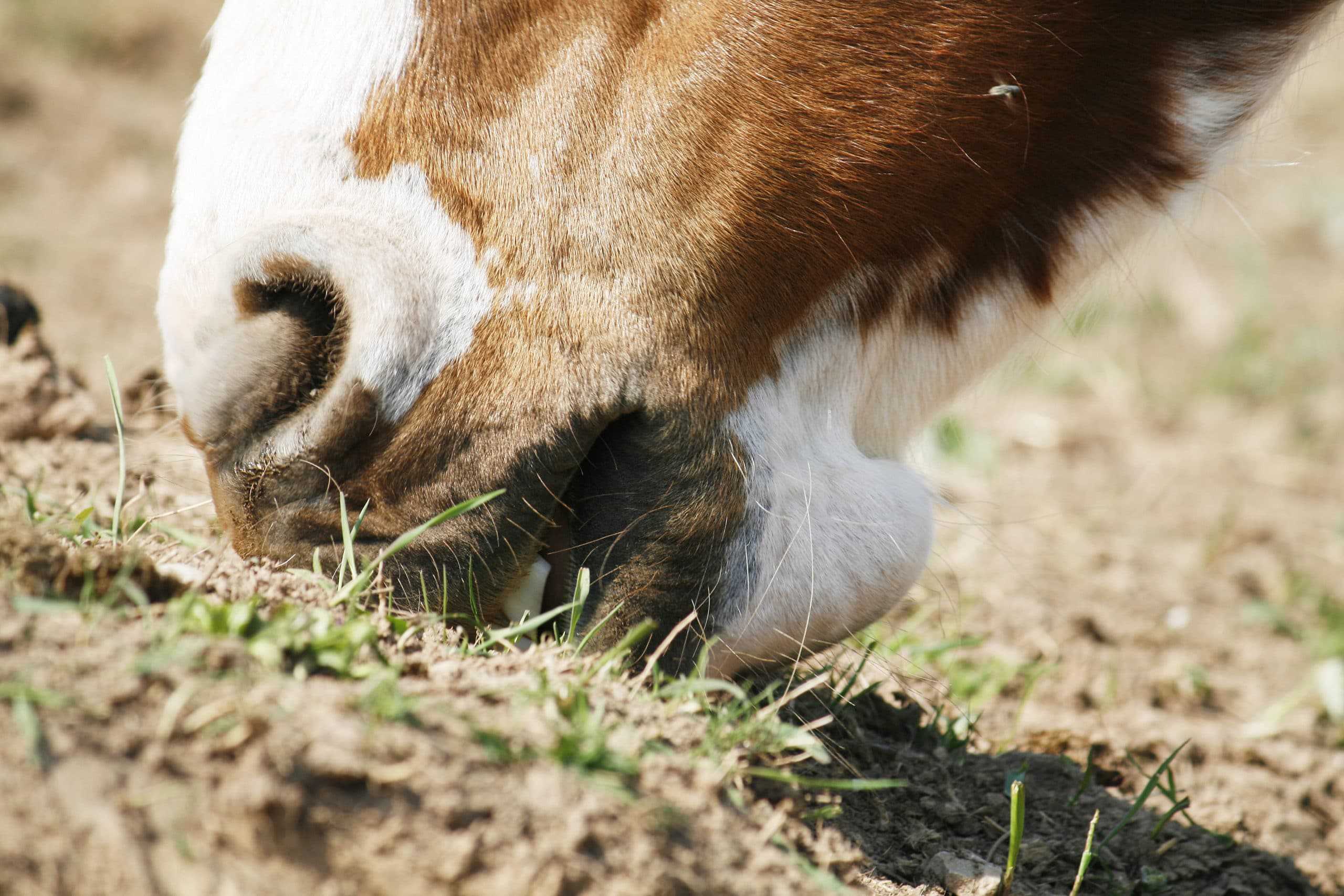 Sand eating horses Why does my horse eat sand? What is the solution?