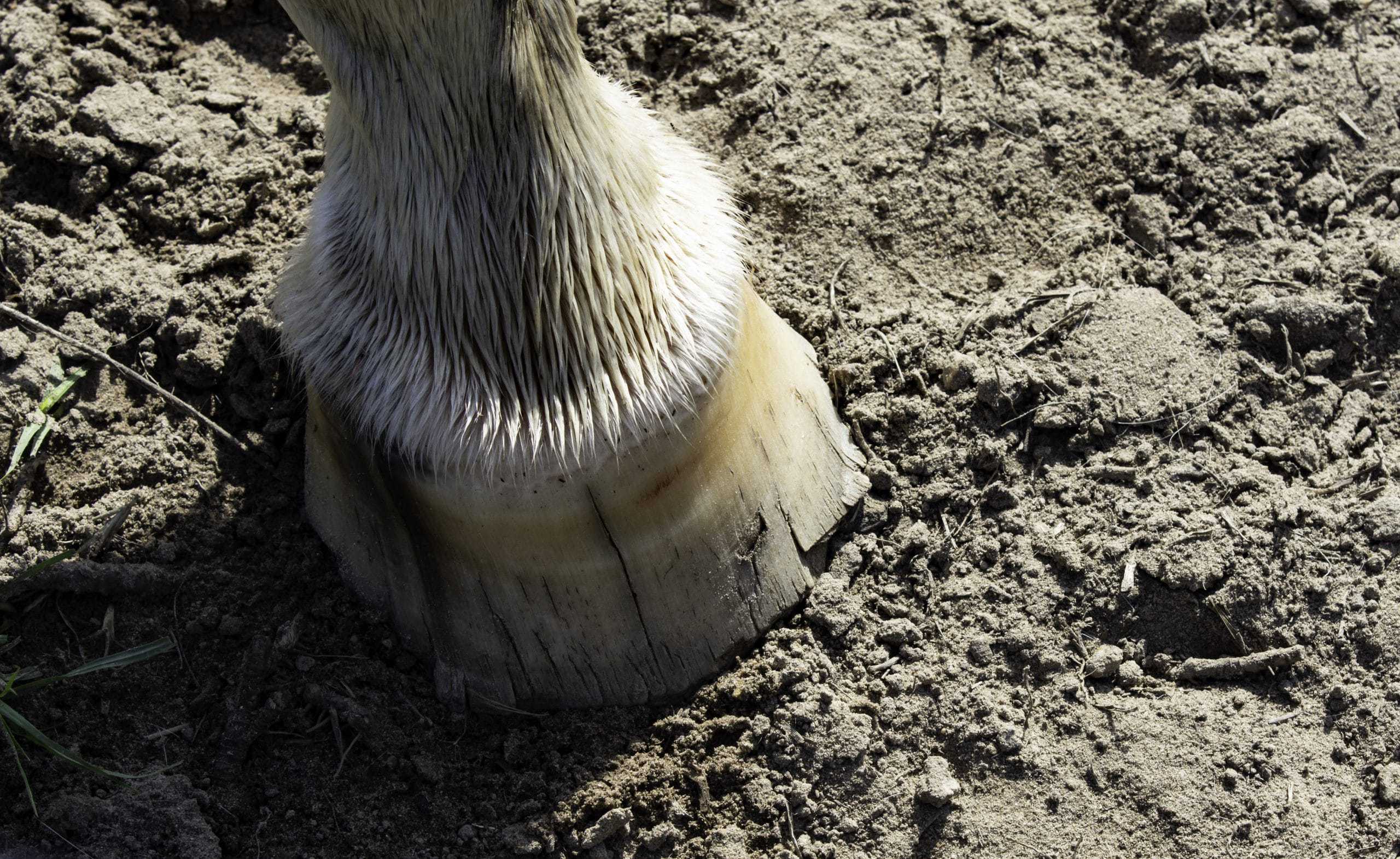 Hoof problems in horses HorseFlex Problems and solutions!