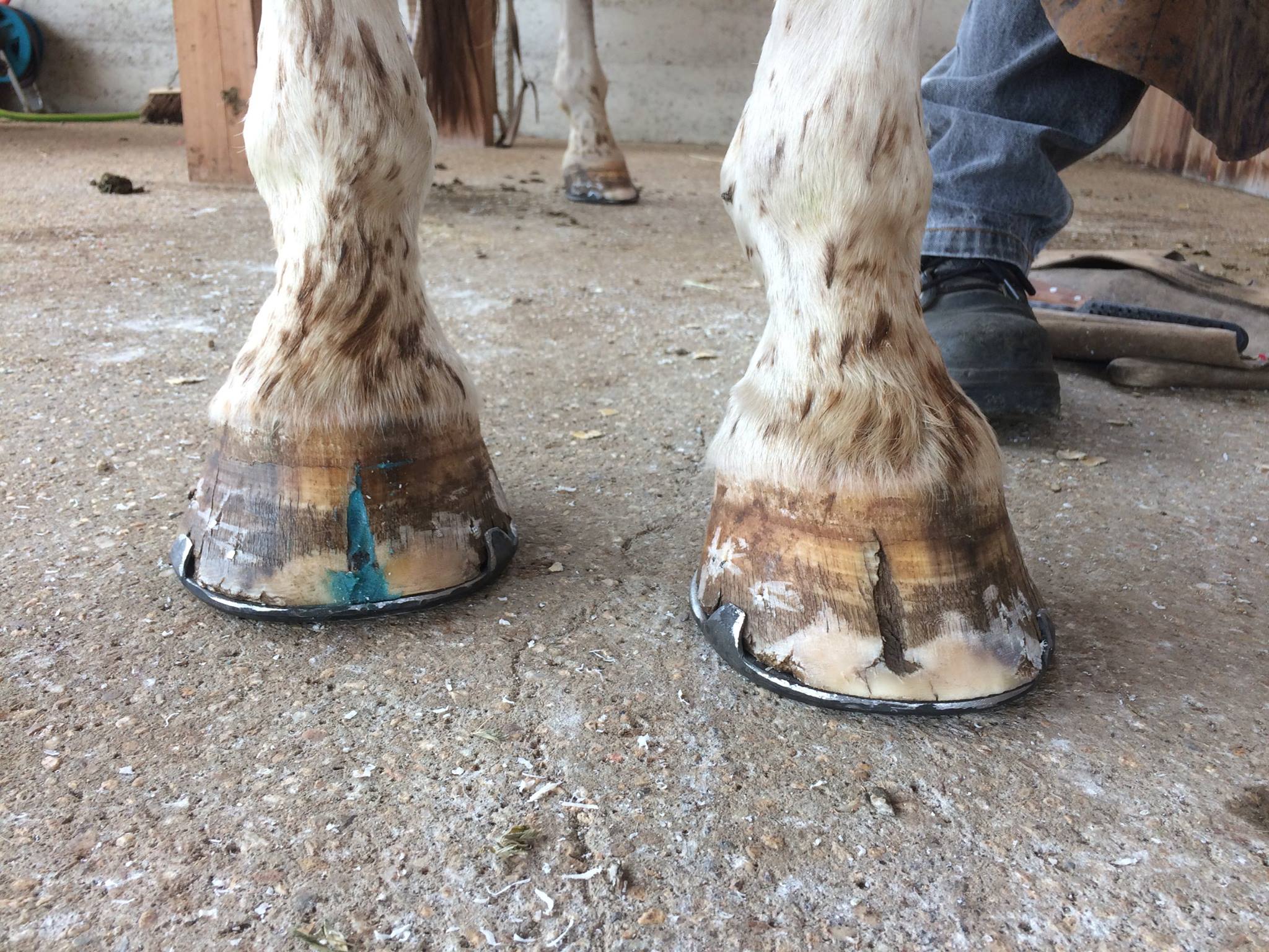 Cracked and Brittle Hooves Horse Help