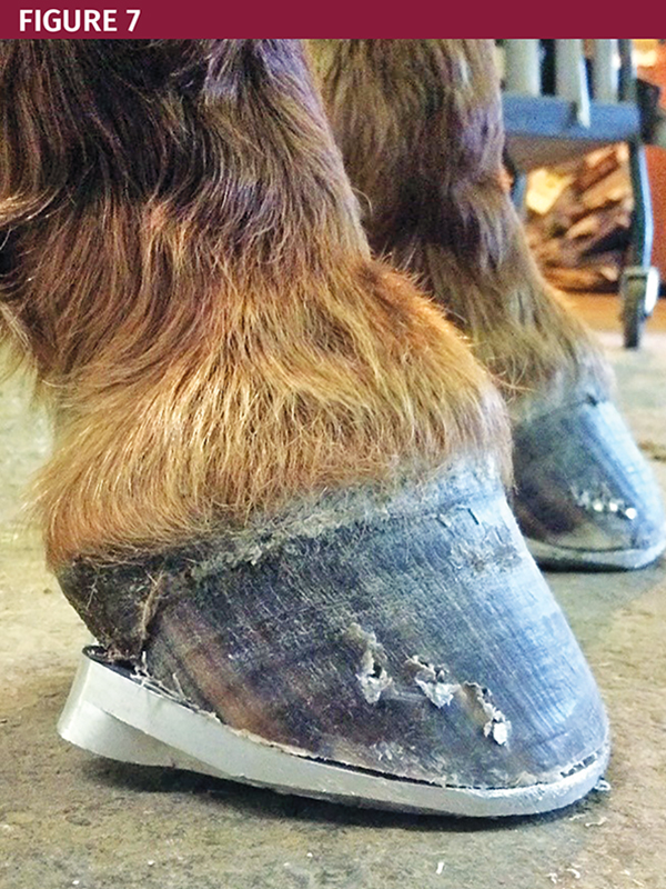 Total 84+ imagen club foot in horses Abzlocal.mx