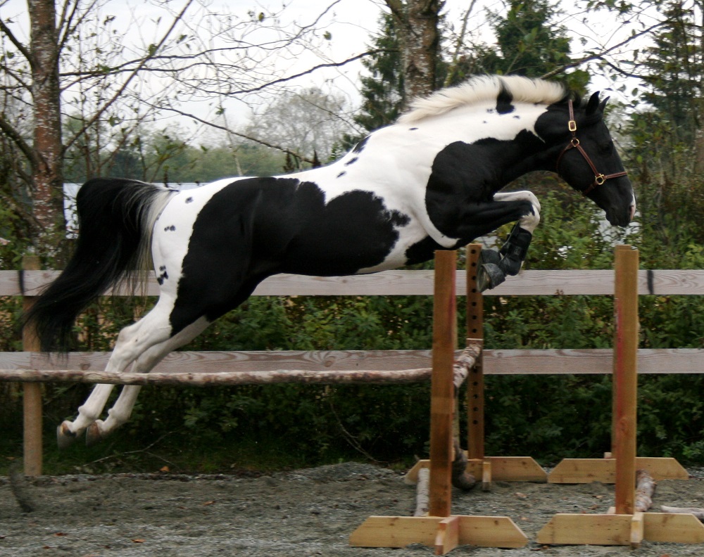 Black And White Paint Horses