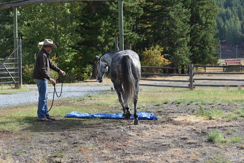 Building a Horse’s Confidence with Tarps, Part 1 Horse Journals