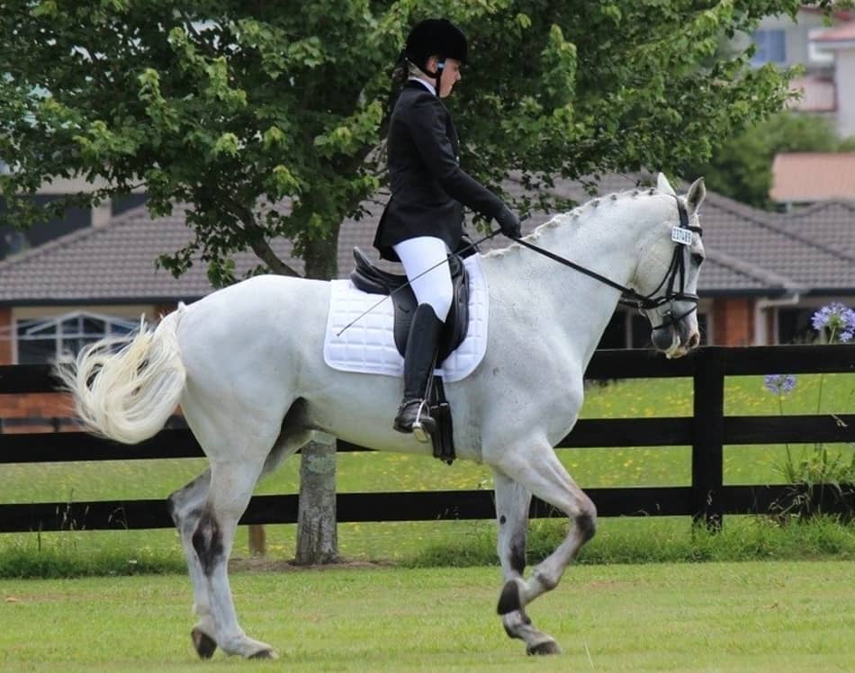 18 Amazing Benefits of Horse Riding and Why You Should Ride Too Horse