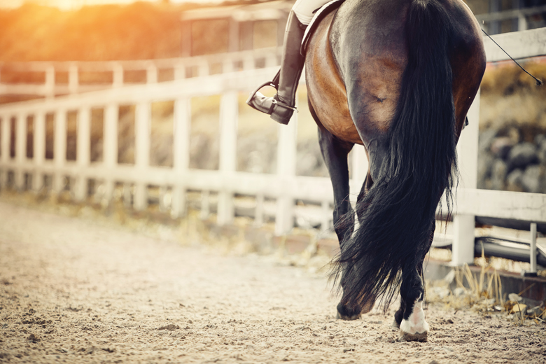 Heel Bulb Laceration Horseman's News