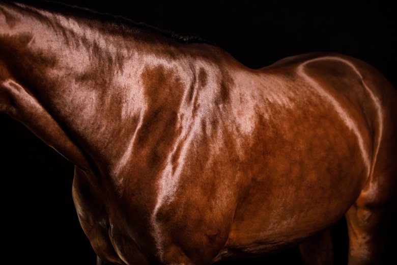 Feeding to Improve Your Horse’s Topline Horseman's News