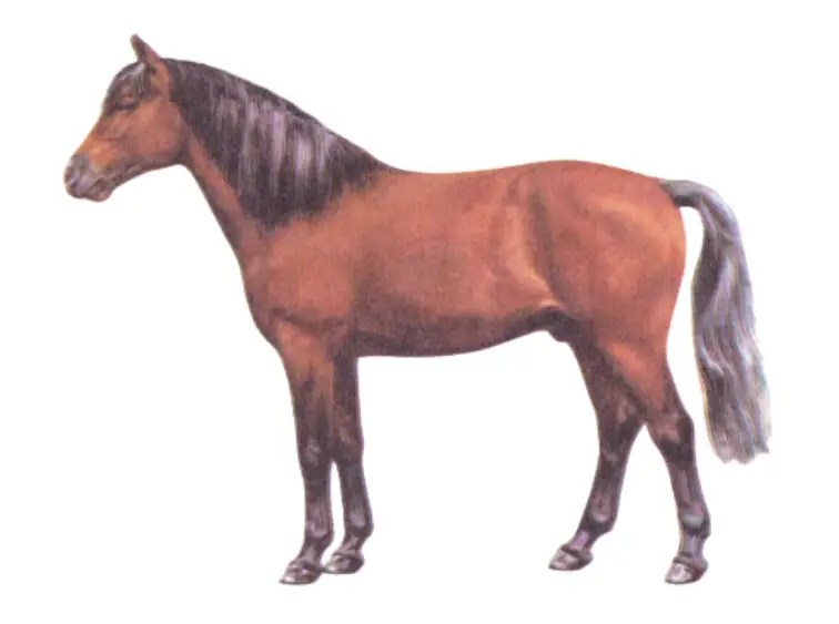 Explore the Unique Characteristics of Welsh Pony Breeds A Complete