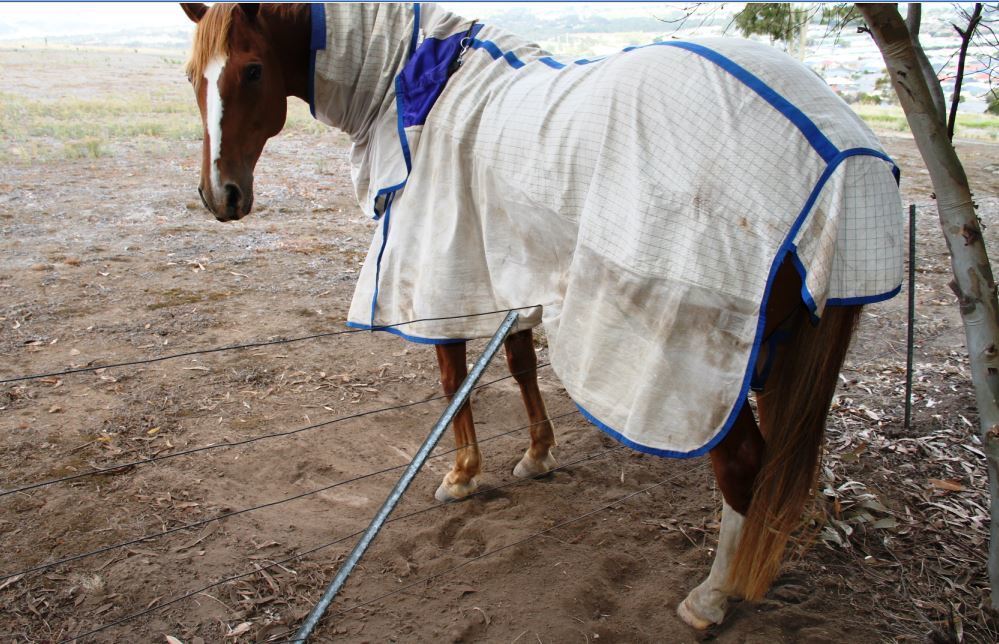 Horse Leg Restraints Training complete package Horseproblems Australia