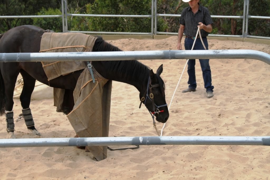 Horse Leg Restraints Training complete package Horseproblems Australia