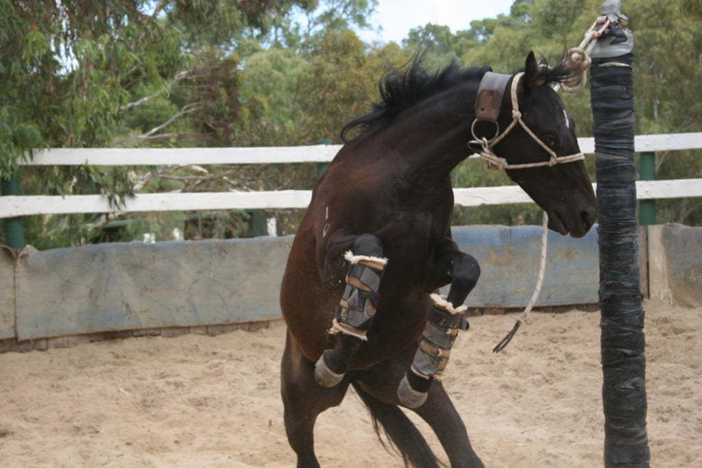 Fixing the Violent Pullback Horse Horseproblems Australia