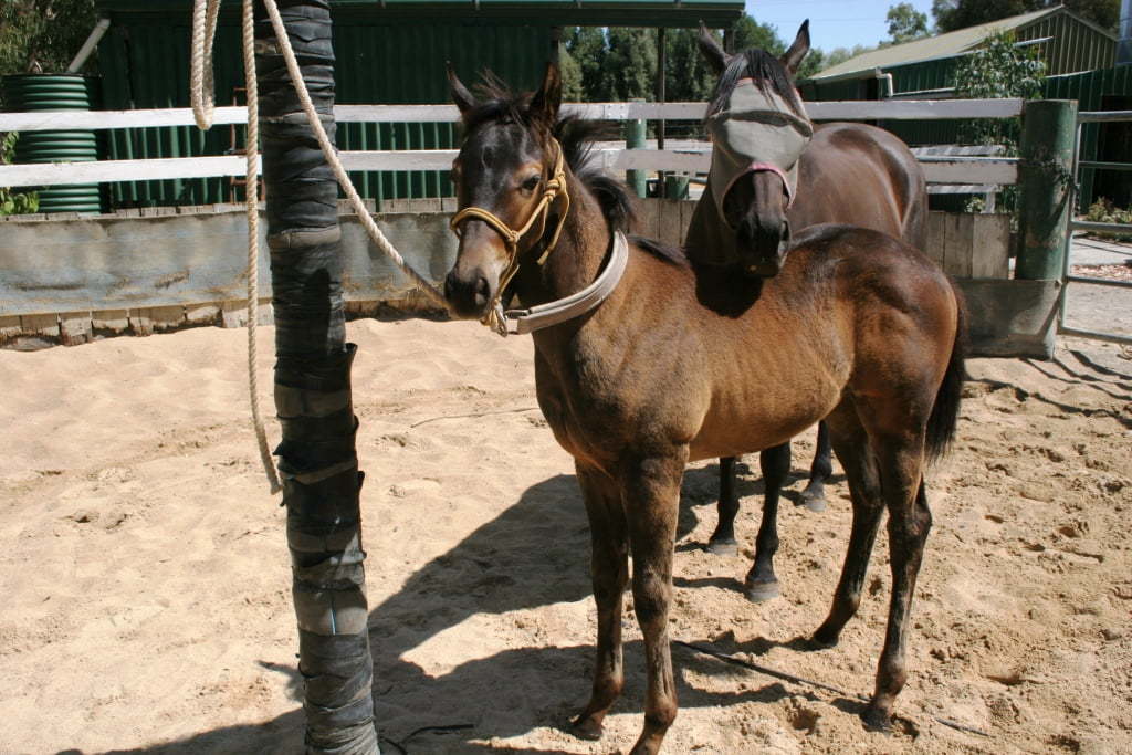 Tying up Collar Horseproblems Australia