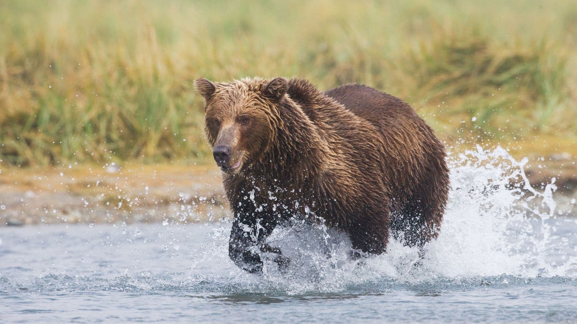 Can a Horse Outrun a Bear, Cheetah, Wolf, or Lion?