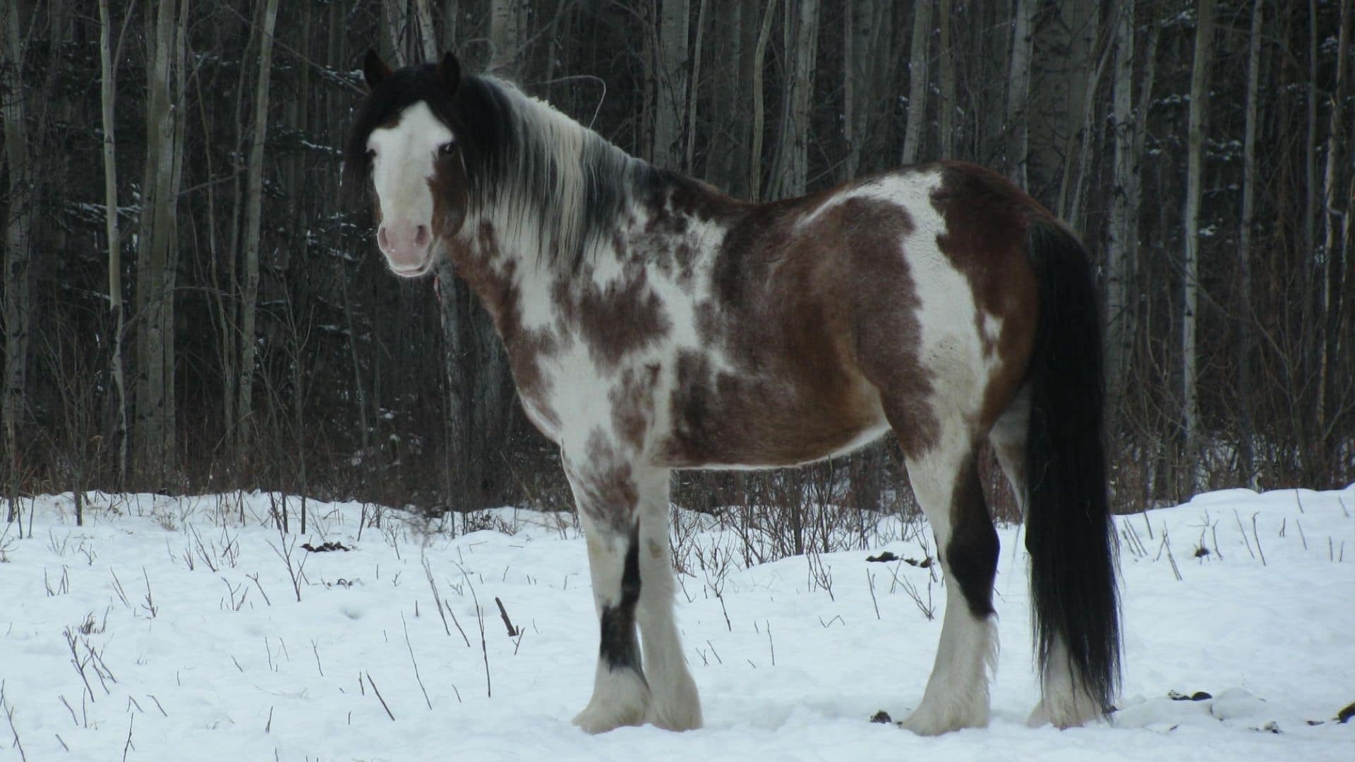 Paint Horse Colors. Plus 6 Fun Facts and Pictures.